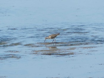 Wood Sandpiper いしかり調整池(石狩調整池) Sat, 9/9/2023