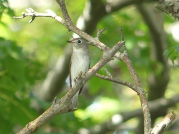 2023年9月10日(日) 測量山の野鳥観察記録