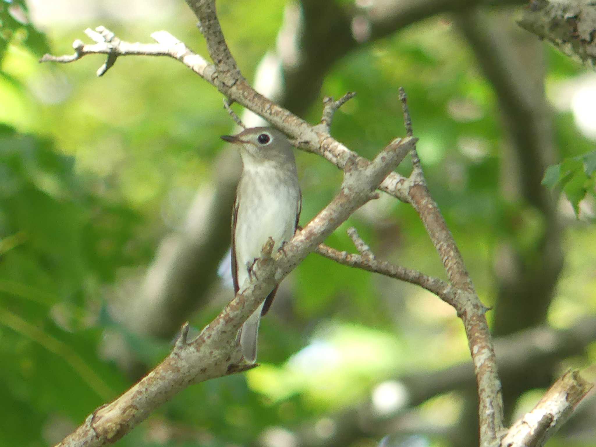 Asian Brown Flycatcher