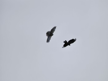 Crested Honey Buzzard 河口湖町 Sun, 8/27/2023