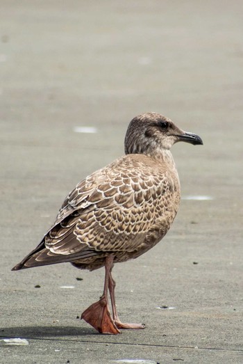 Common Gull 苫小牧漁港 Wed, 8/29/2018