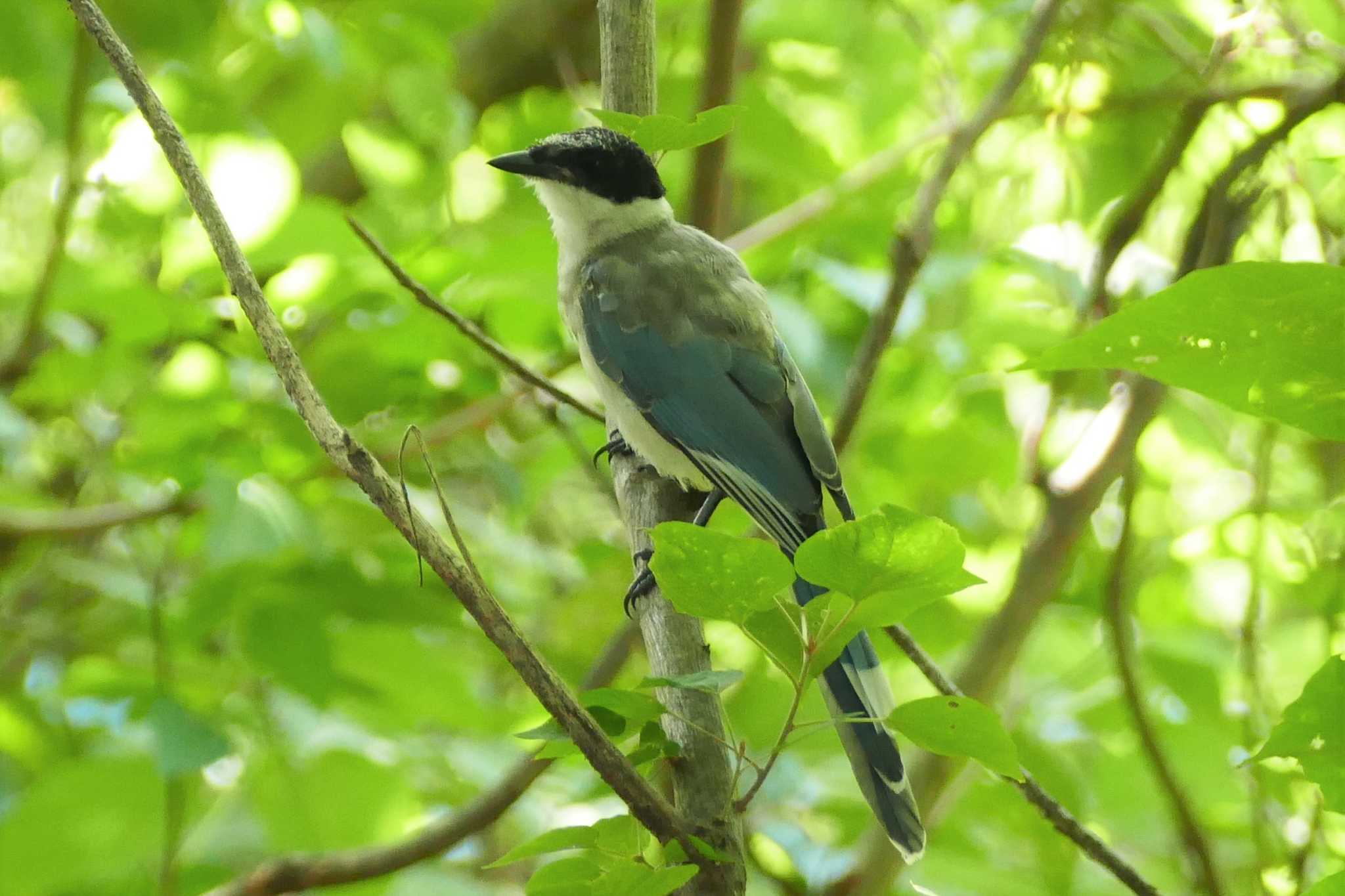 Photo of Azure-winged Magpie at 東京都 by アカウント5509