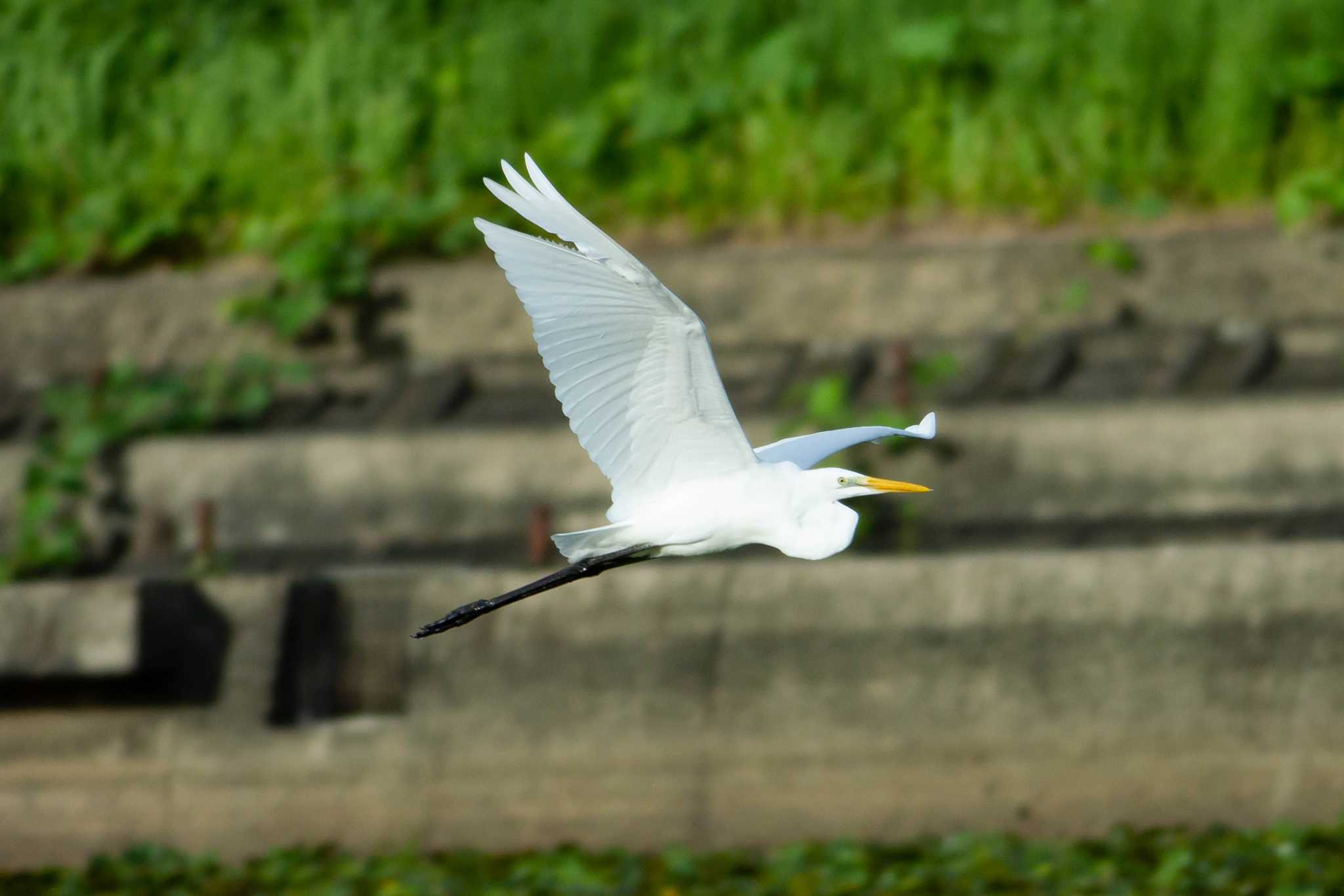 Photo of Great Egret at 京都府木津川市 by veritas_vita