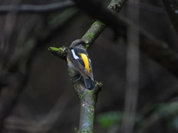 Narcissus Flycatcher 鎌北湖 Sun, 7/9/2023