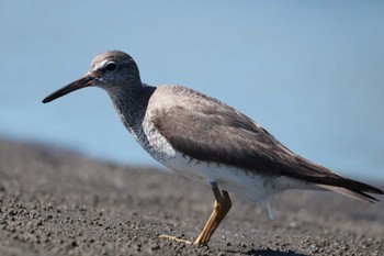 キアシシギ ふなばし三番瀬海浜公園 2023年9月5日(火)