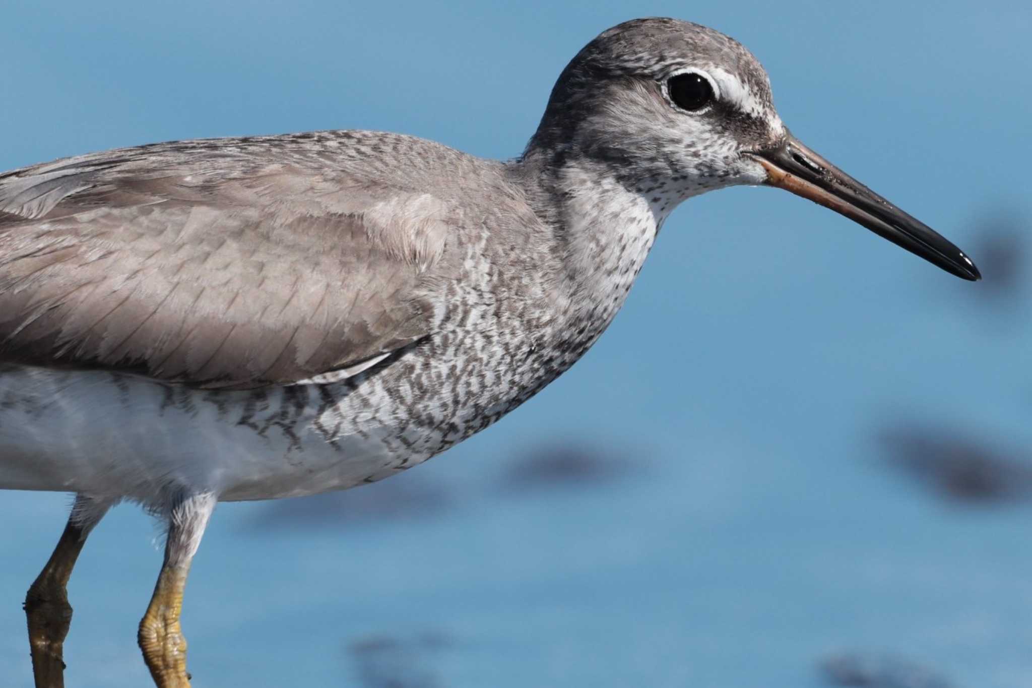 Grey-tailed Tattler