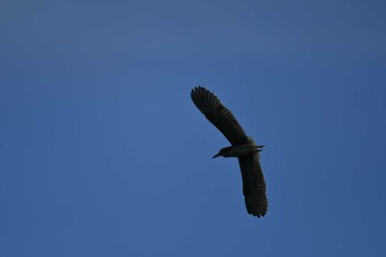 Black-crowned Night Heron 甲府市 Sun, 9/10/2023