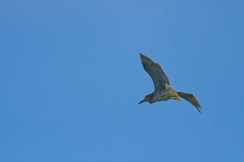 Black-crowned Night Heron 甲府市 Sun, 9/10/2023