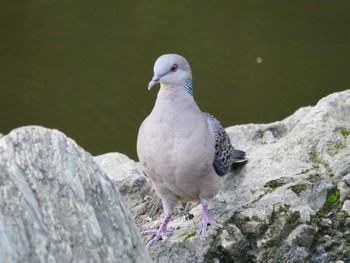 Oriental Turtle Dove 東京都 Sun, 9/3/2023