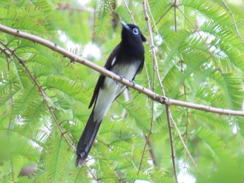 Black Paradise Flycatcher Mizumoto Park Sun, 9/10/2023