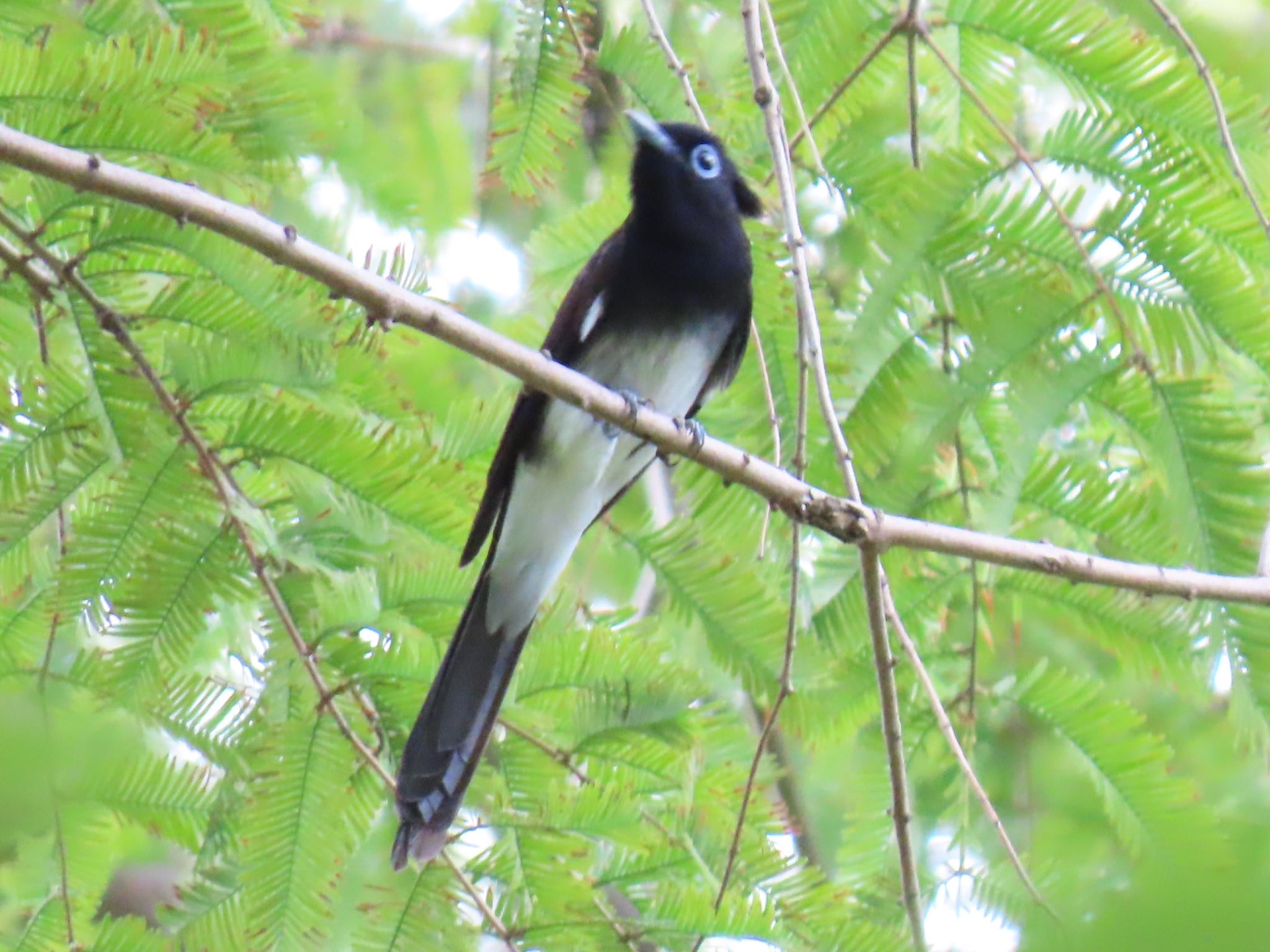 Photo of Black Paradise Flycatcher at Mizumoto Park by toritoruzo 