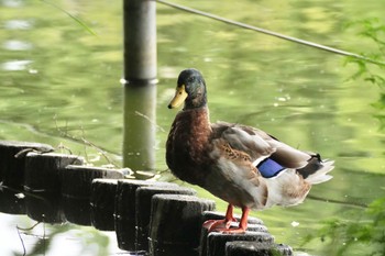 2023年9月9日(土) 石神井公園の野鳥観察記録