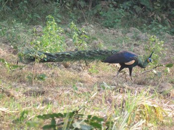 Green Peafowl ベトナム Thu, 2/18/2016