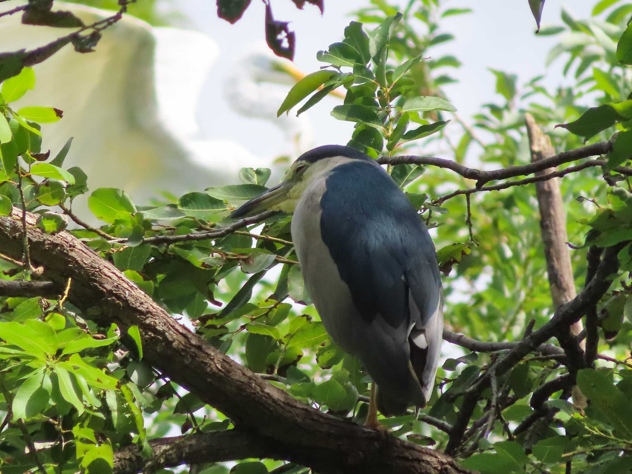 Photo of Black-crowned Night Heron at 庄和総合公園 by kou