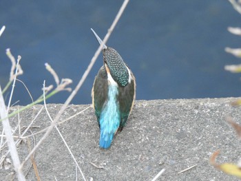 カワセミ 引地川親水公園 2023年9月10日(日)