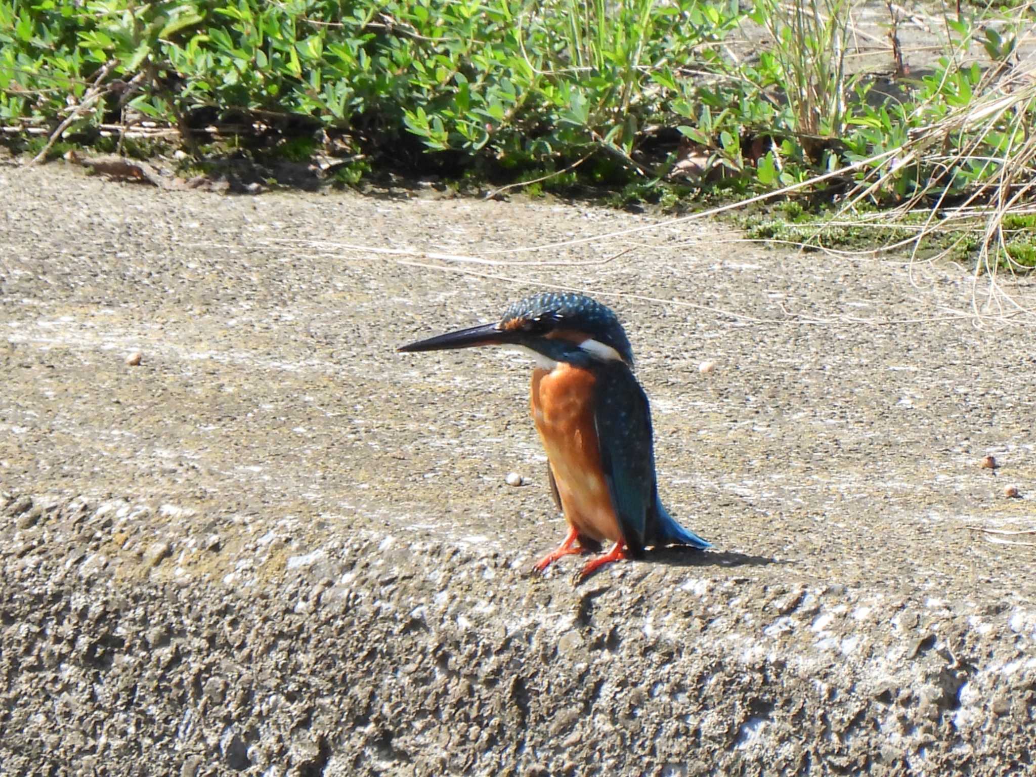 引地川親水公園 カワセミの写真 by こむぎこねこ