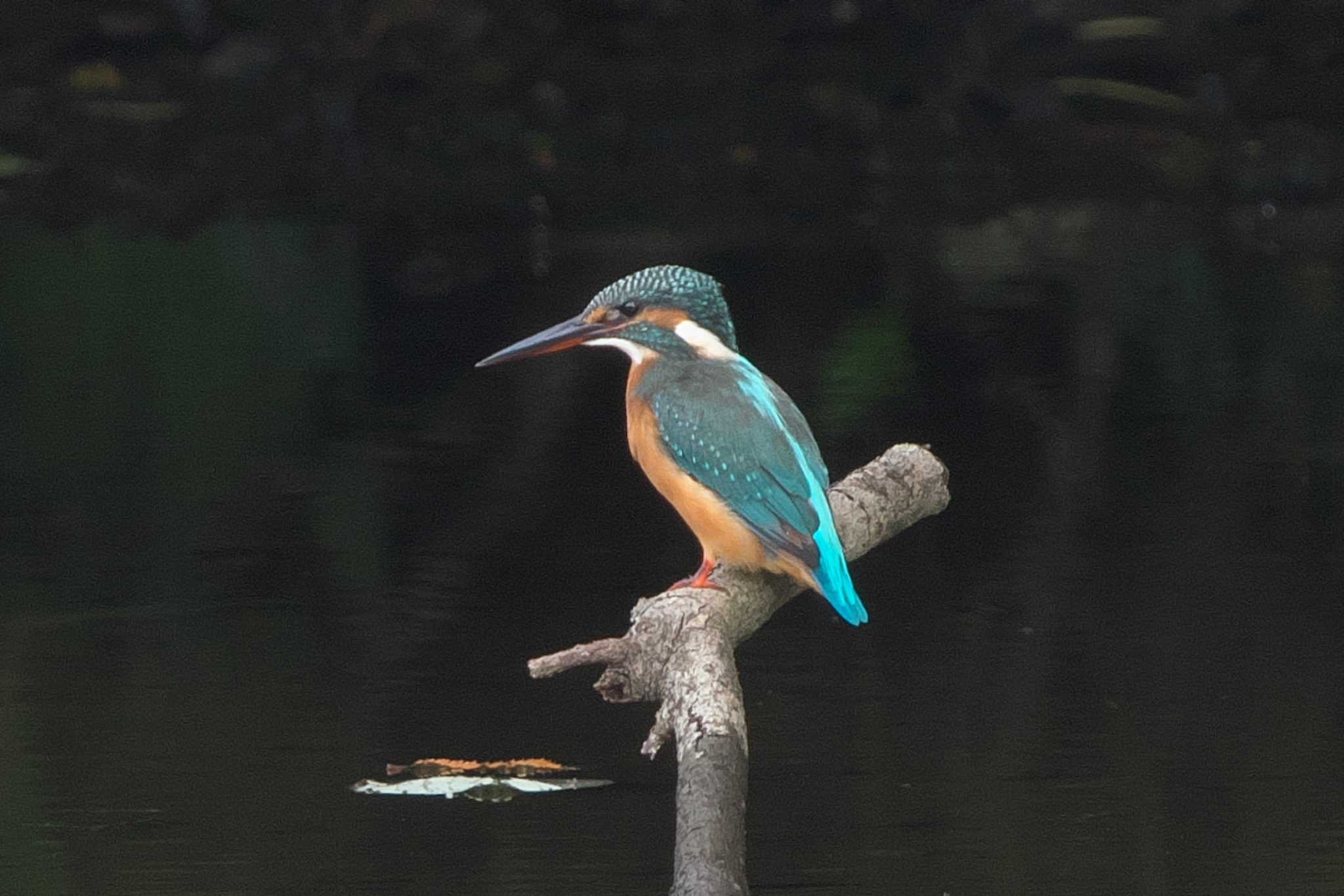 池子の森自然公園 カワセミの写真 by Y. Watanabe