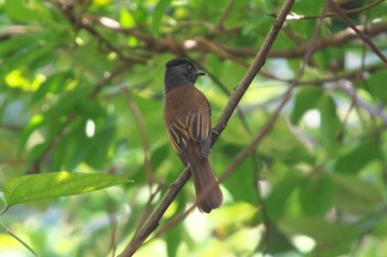 2023年9月10日(日) 池子の森自然公園の野鳥観察記録