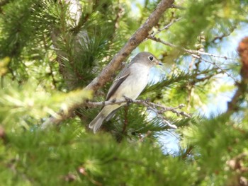 2023年9月10日(日) 藻岩山の野鳥観察記録