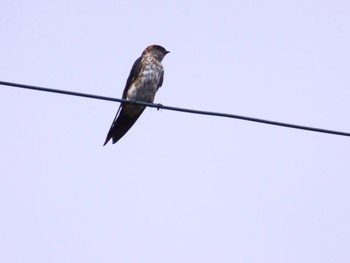 Barn Swallow 泉南市 Sat, 9/9/2023