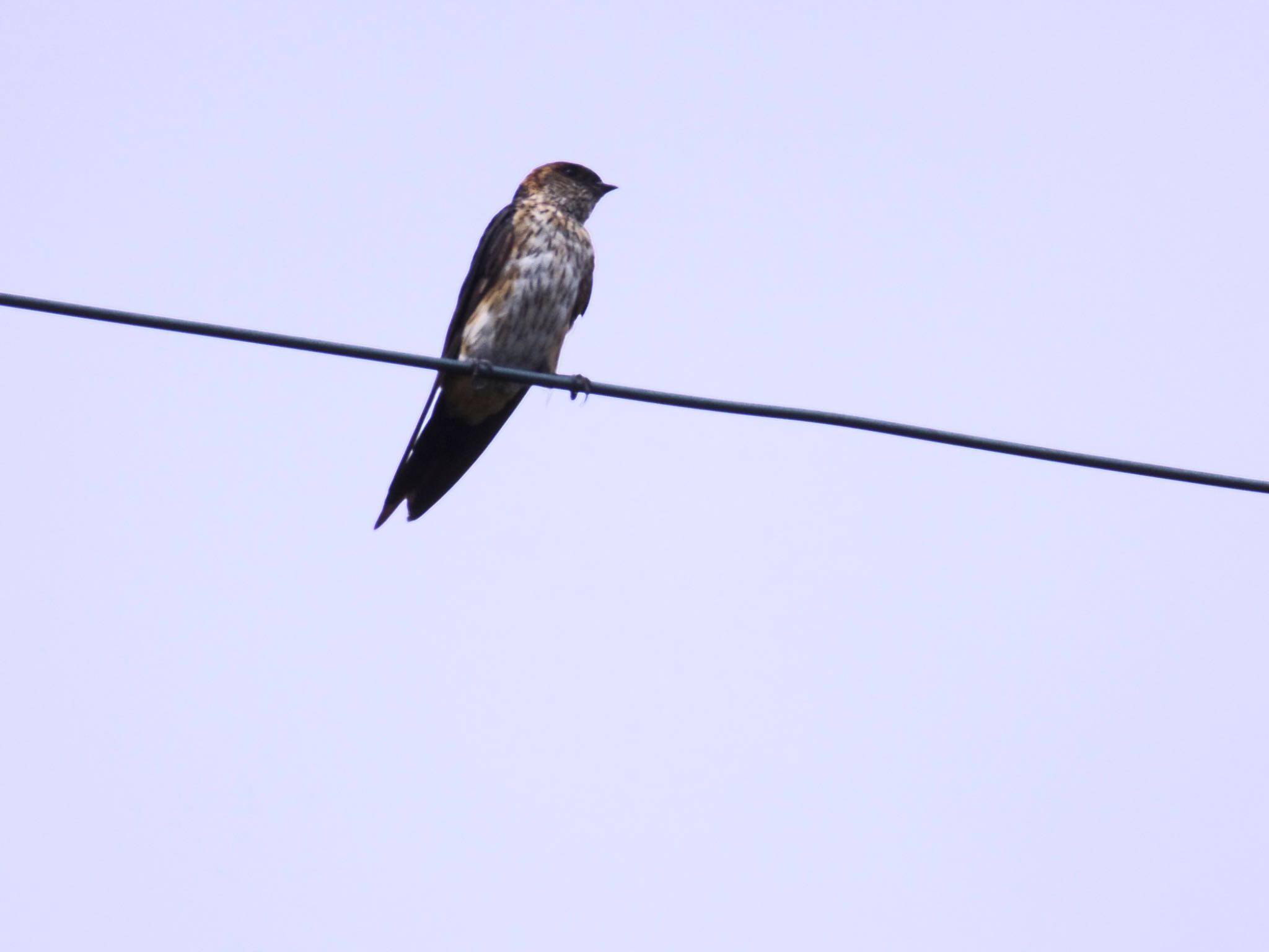 Photo of Barn Swallow at 泉南市 by 杏仁豆腐