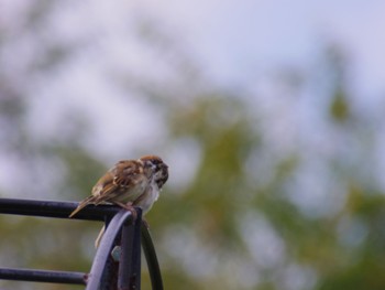 Eurasian Tree Sparrow 泉南市 Sat, 9/9/2023