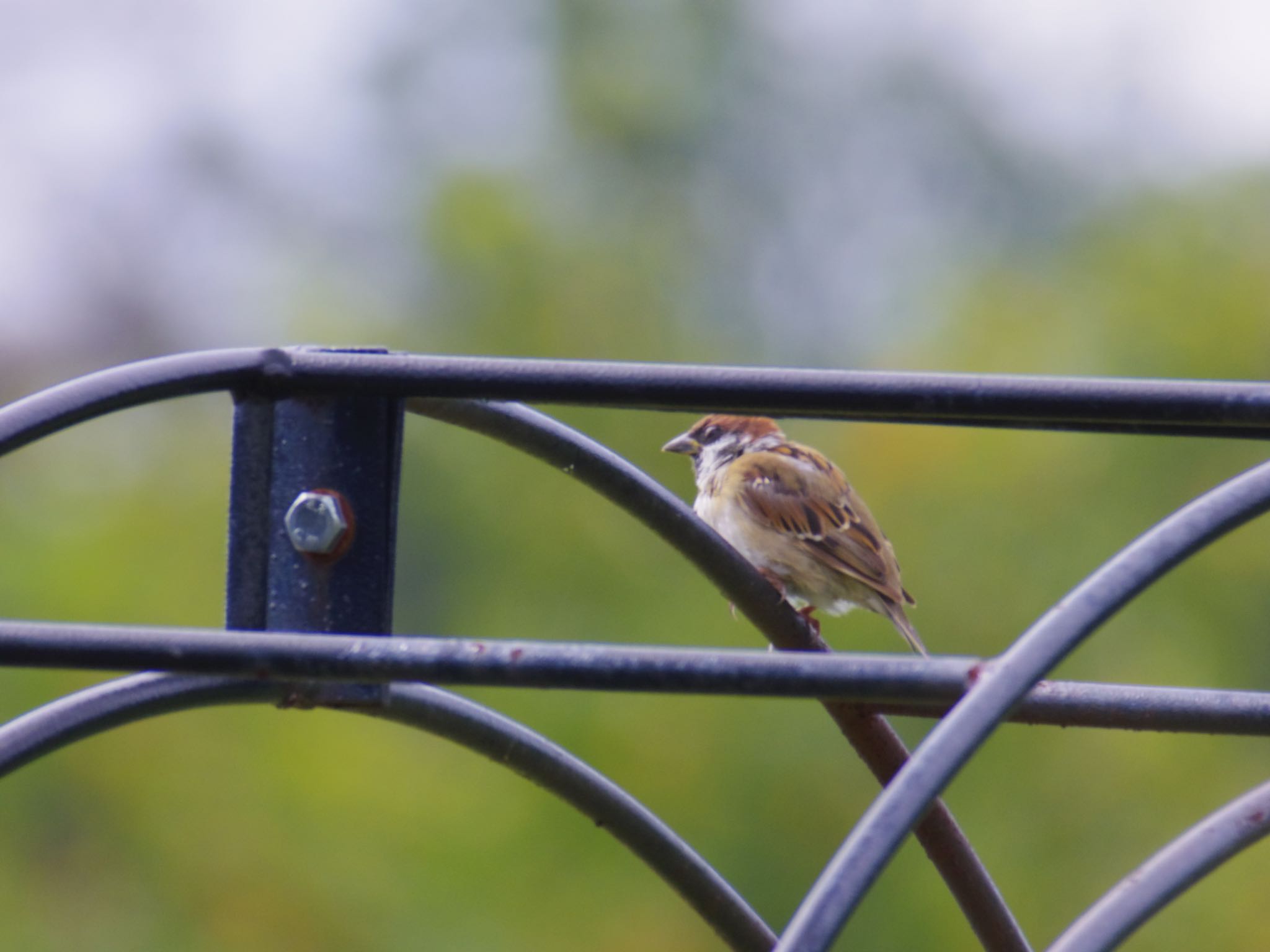 Photo of Eurasian Tree Sparrow at 泉南市 by 杏仁豆腐