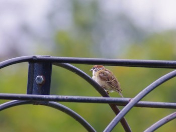 Eurasian Tree Sparrow 泉南市 Sat, 9/9/2023