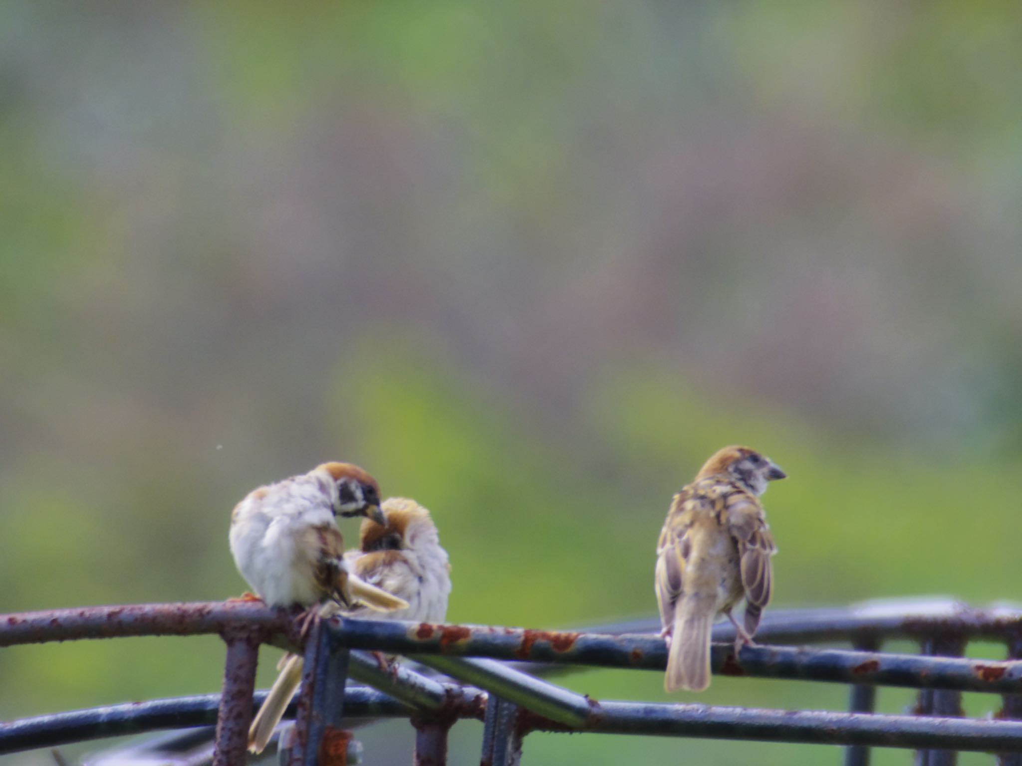 Photo of Eurasian Tree Sparrow at 泉南市 by 杏仁豆腐