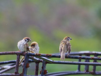 Eurasian Tree Sparrow 泉南市 Sat, 9/9/2023