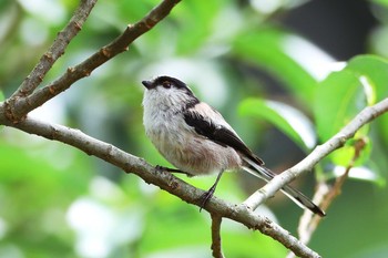 Long-tailed Tit Unknown Spots Sun, 9/2/2018