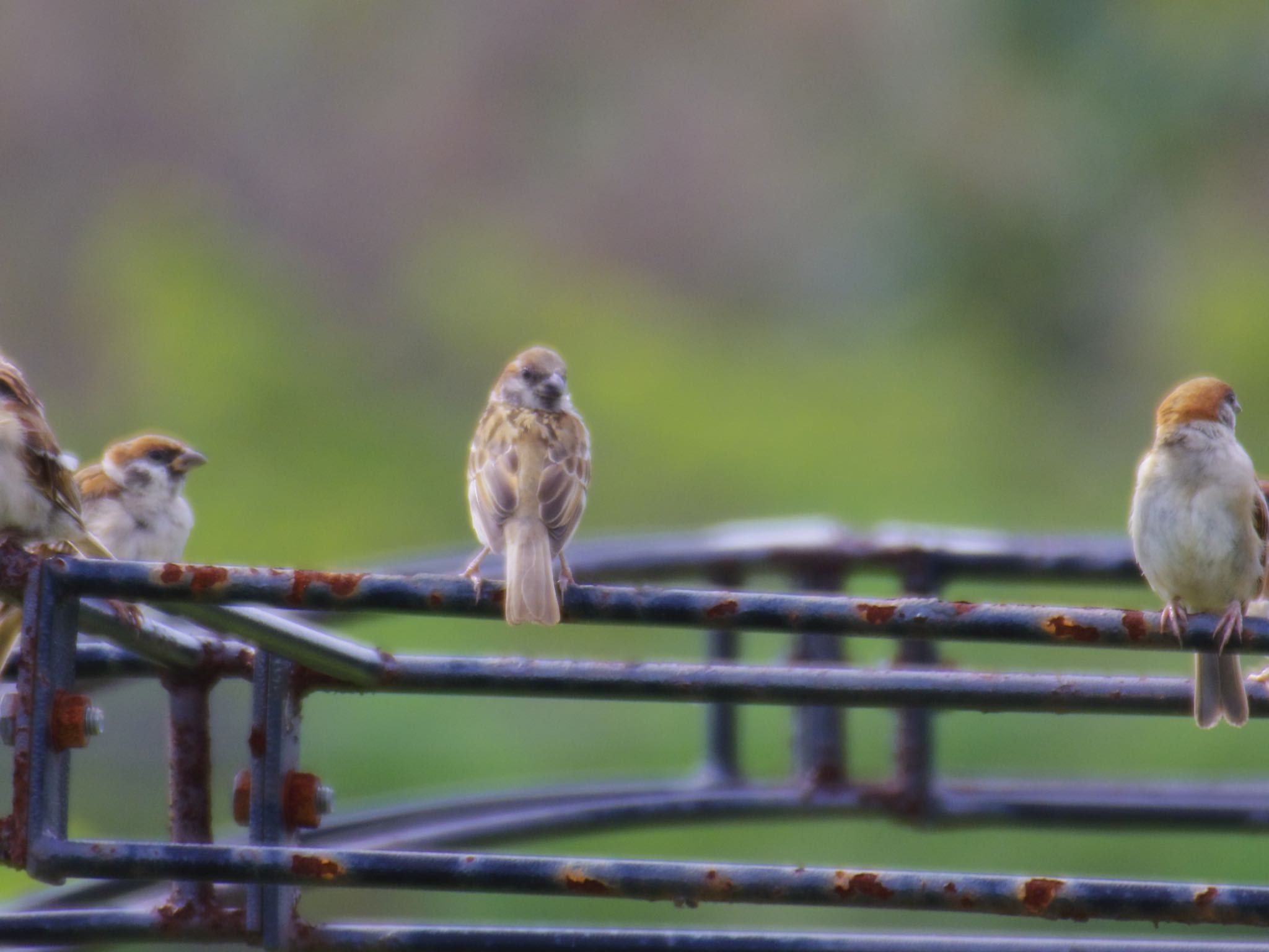 Photo of Eurasian Tree Sparrow at 泉南市 by 杏仁豆腐