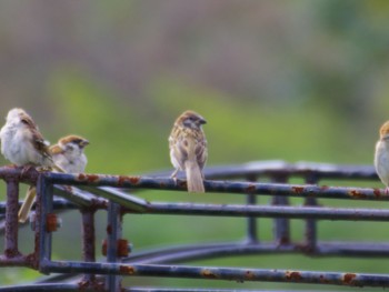 Eurasian Tree Sparrow 泉南市 Sat, 9/9/2023