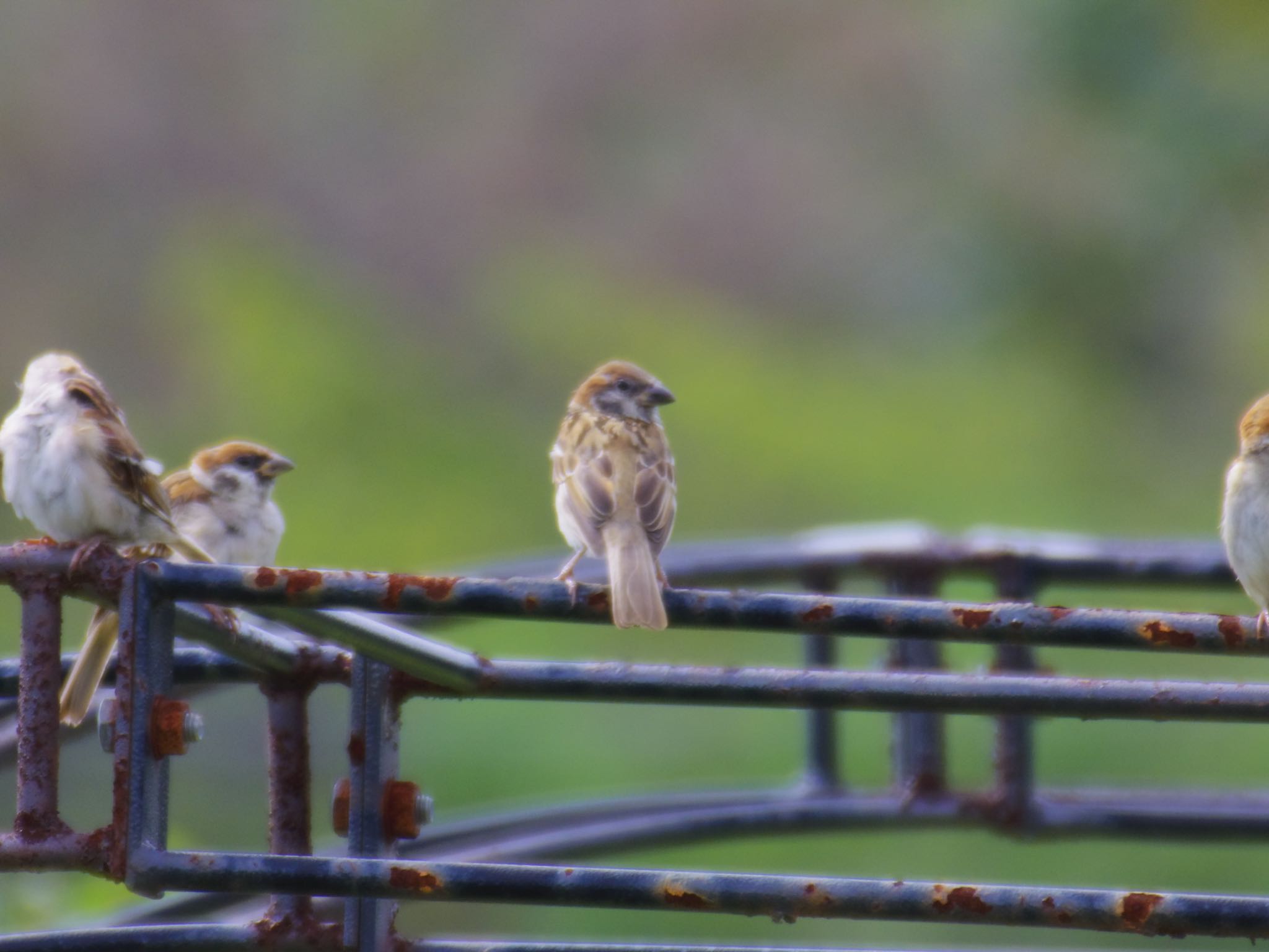 Photo of Eurasian Tree Sparrow at 泉南市 by 杏仁豆腐