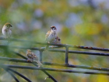 Eurasian Tree Sparrow 泉南市 Sat, 9/9/2023