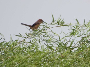 2023年9月9日(土) 芝川第一調節池(芝川貯水池)の野鳥観察記録