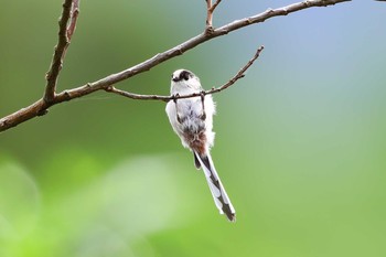 Long-tailed Tit Unknown Spots Sun, 9/2/2018