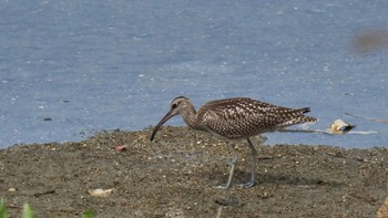 Eurasian Whimbrel Osaka Nanko Bird Sanctuary Sun, 9/10/2023