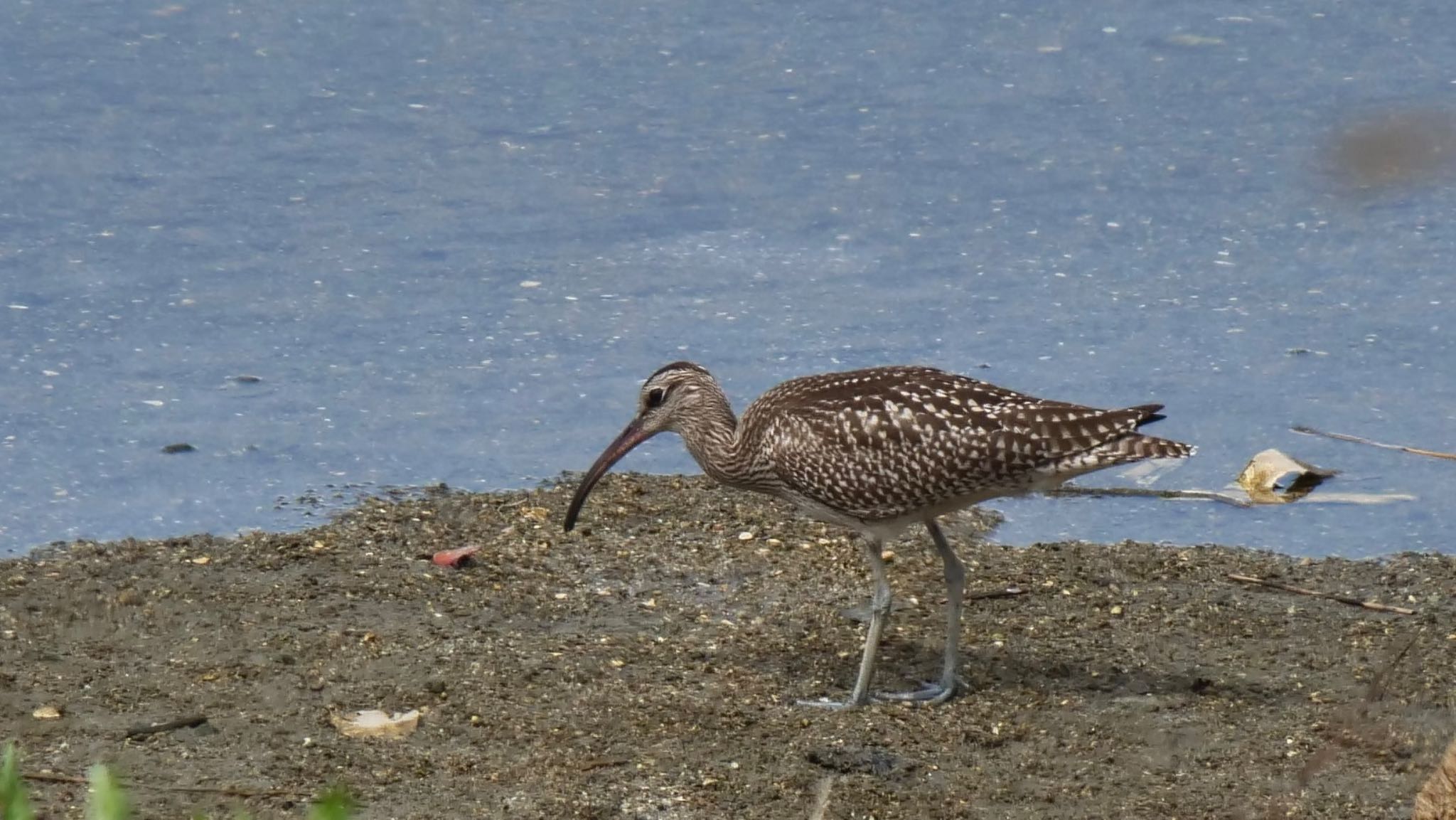 Photo of Eurasian Whimbrel at Osaka Nanko Bird Sanctuary by コゲラ