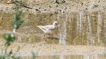 ソリハシシギ 大阪南港野鳥園 2023年9月10日(日)