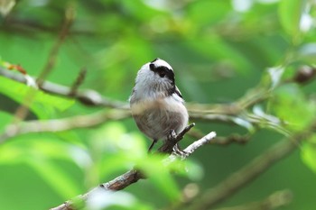 Long-tailed Tit Unknown Spots Sun, 9/2/2018