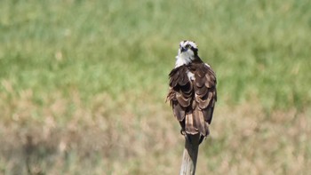 ミサゴ 大阪南港野鳥園 2023年9月10日(日)