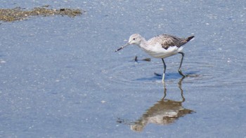 Common Greenshank Osaka Nanko Bird Sanctuary Sun, 9/10/2023