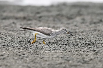 キアシシギ ふなばし三番瀬海浜公園 2023年9月9日(土)