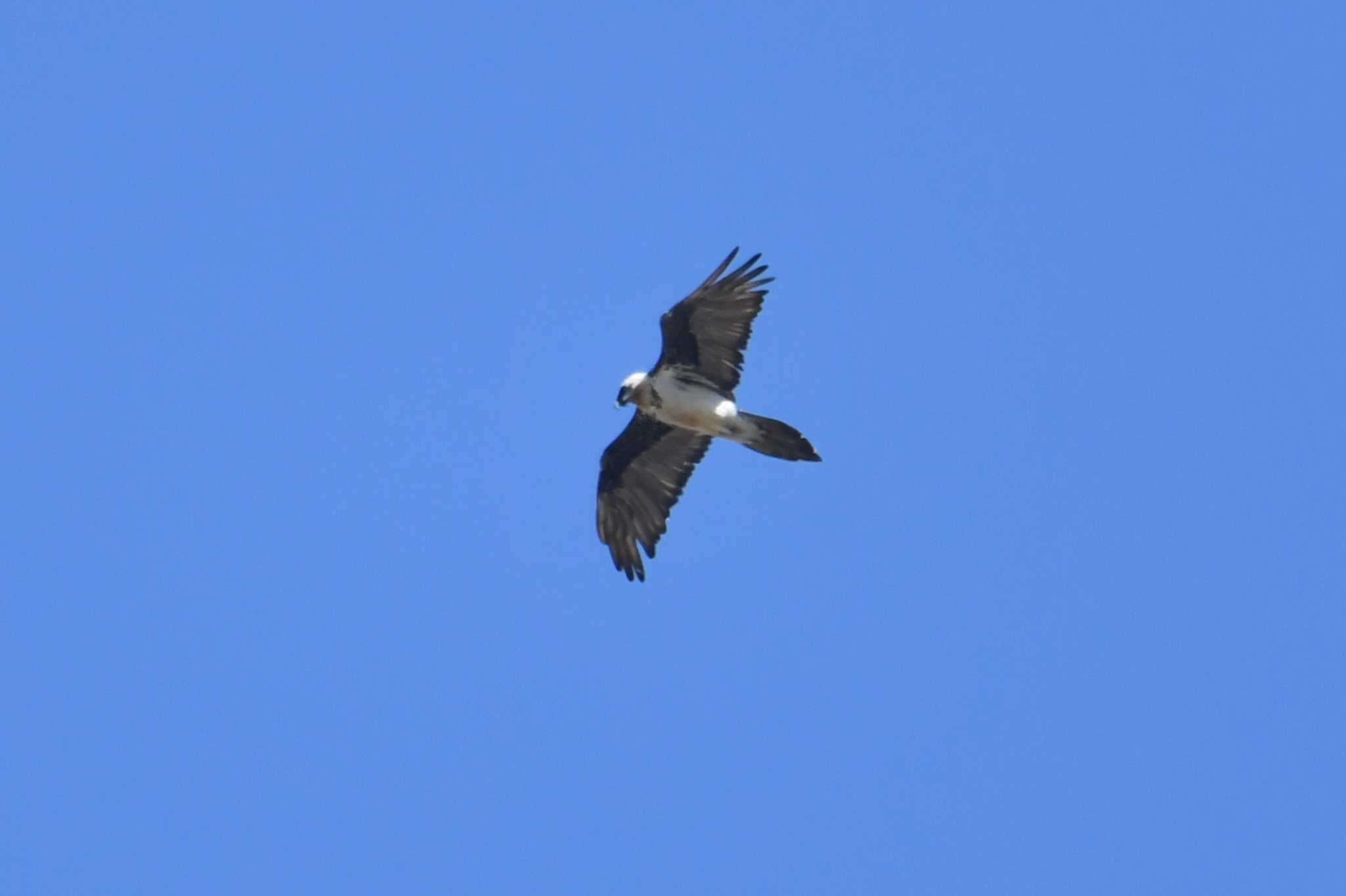 Photo of Bearded Vulture at Yolyn Am by あひる