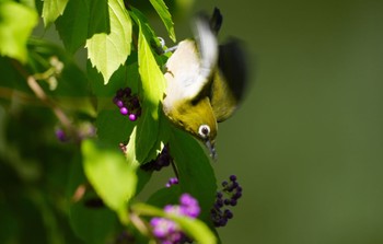 メジロ 山田西公園 2023年9月10日(日)