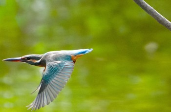 Sun, 9/10/2023 Birding report at 千里南公園