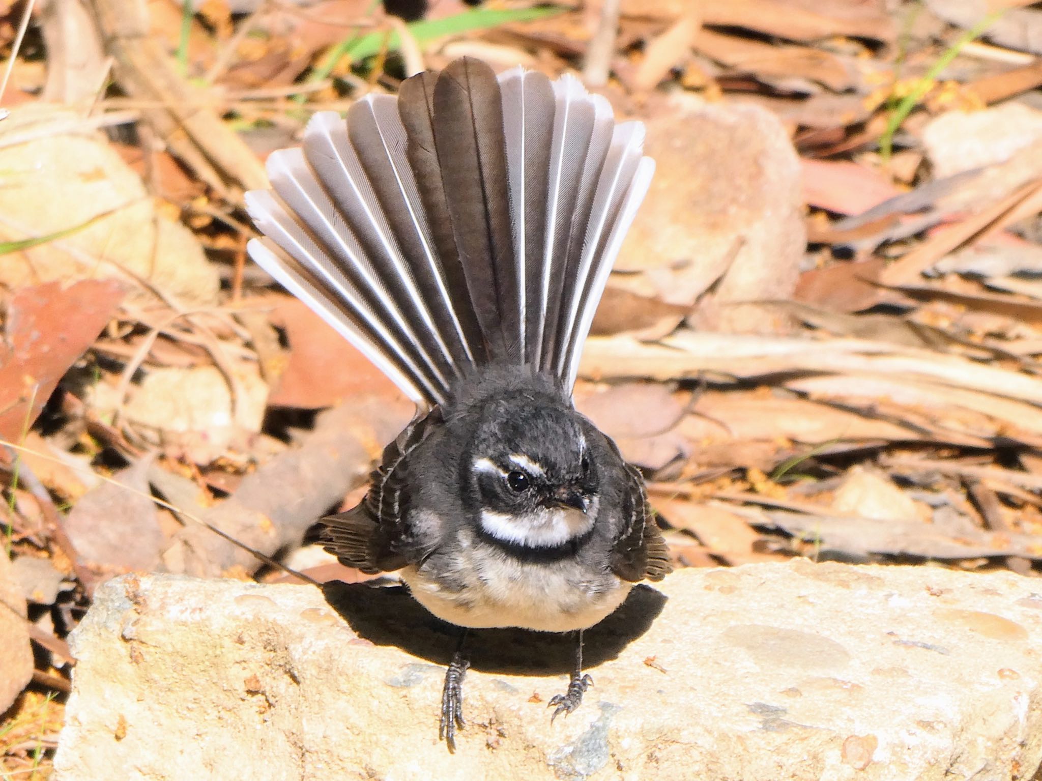 Barden Ridge, NSW, Australia ハイイロオウギビタキの写真 by Maki