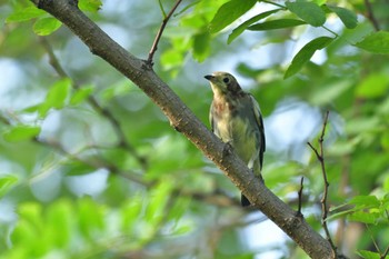 Chestnut-cheeked Starling Tokyo Port Wild Bird Park Sun, 9/10/2023