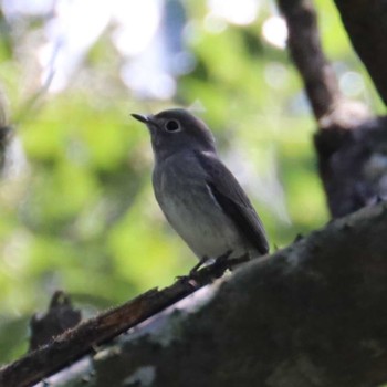 Sat, 9/9/2023 Birding report at 宗像市大島